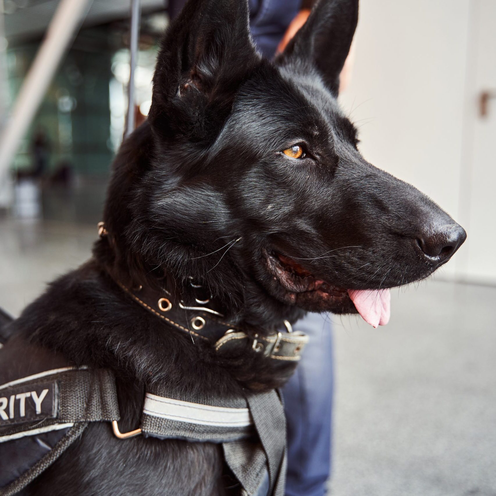 K9 Security Dog